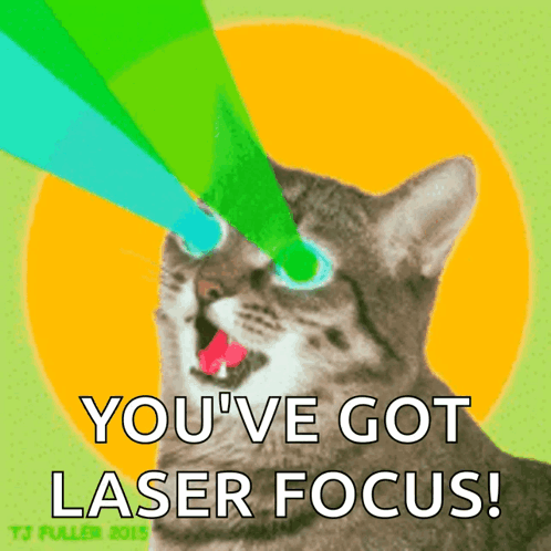 고양이레이저-laser