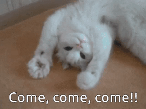 come-come-come-white-cat