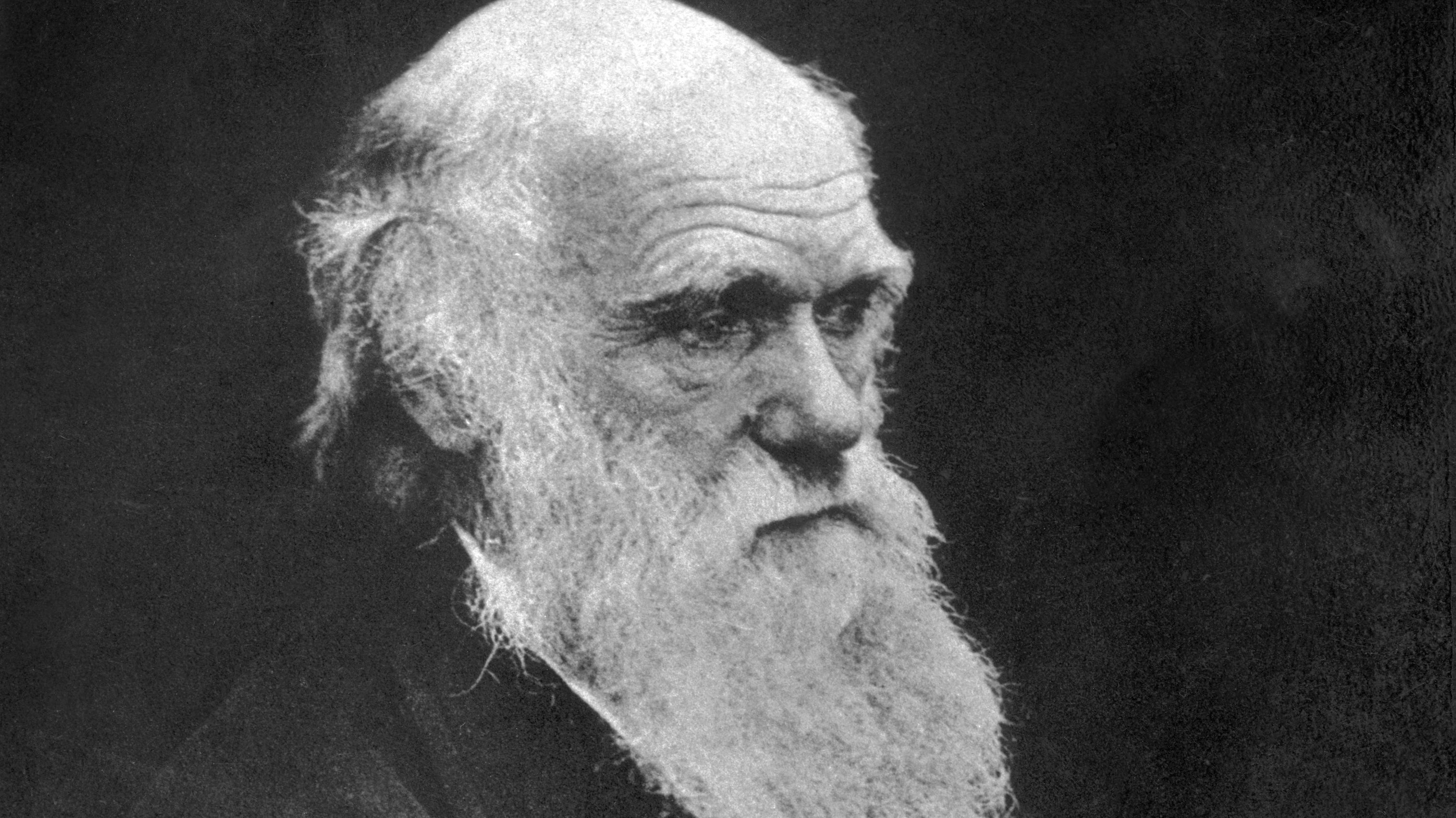 darwin